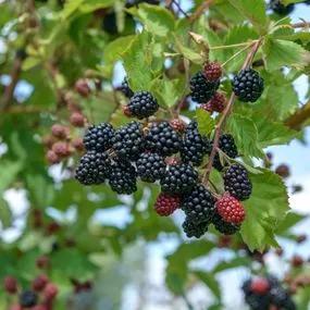 Loch Tay Blackberry Plants (Rubus fruticosus Loch Tay)